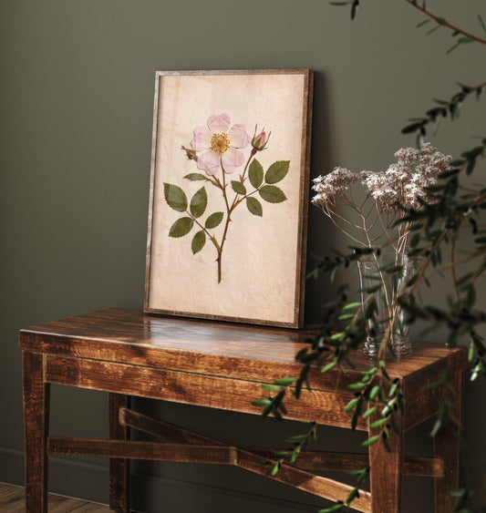 Pressed Wild Rose Art Print - Dog Rose Vintage Herbarium Poster - Pink Hedgerow Flower Botanical Photo 3/3