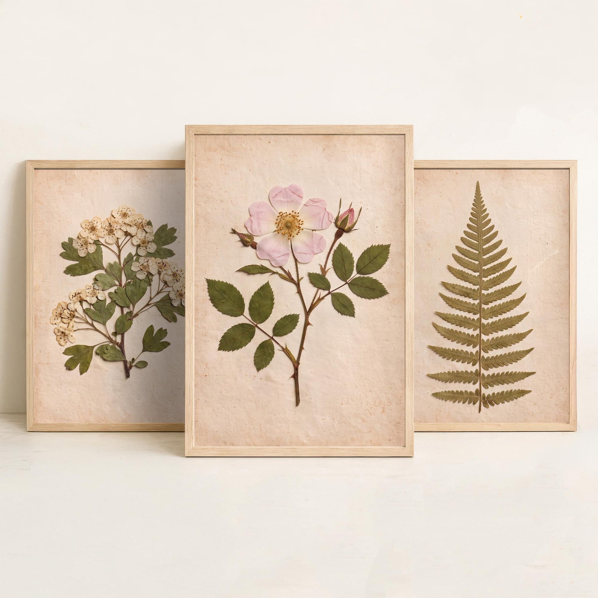 English Hedgerow Set of Three Art Prints - Pressed Hawthorn Fern and Wild Rose - Vintage Botanical Herbarium Posters Photo Cottage