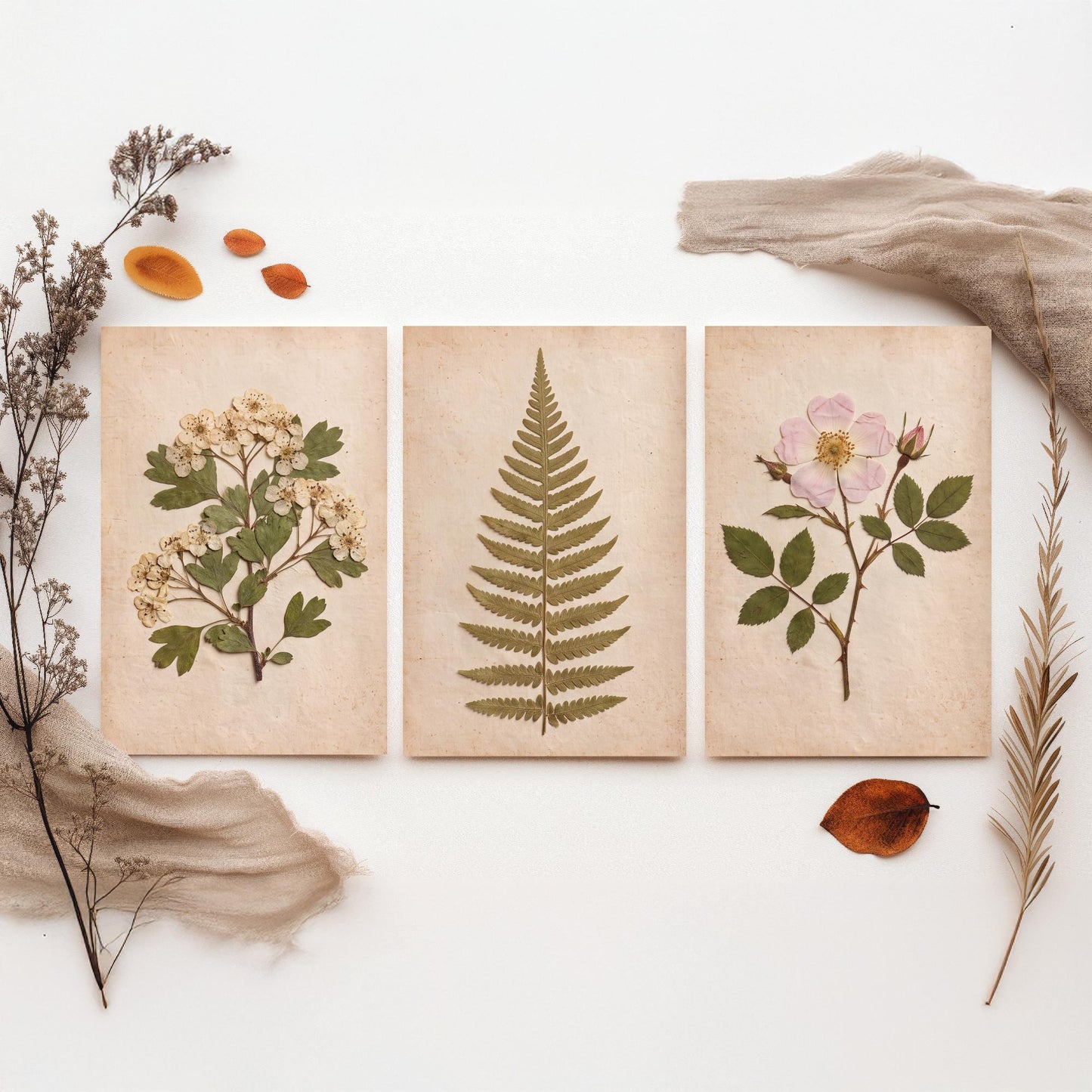 English Hedgerow Set of Three Art Prints - Pressed Hawthorn Fern and Wild Rose - Vintage Botanical Herbarium Posters Photo Cottage
