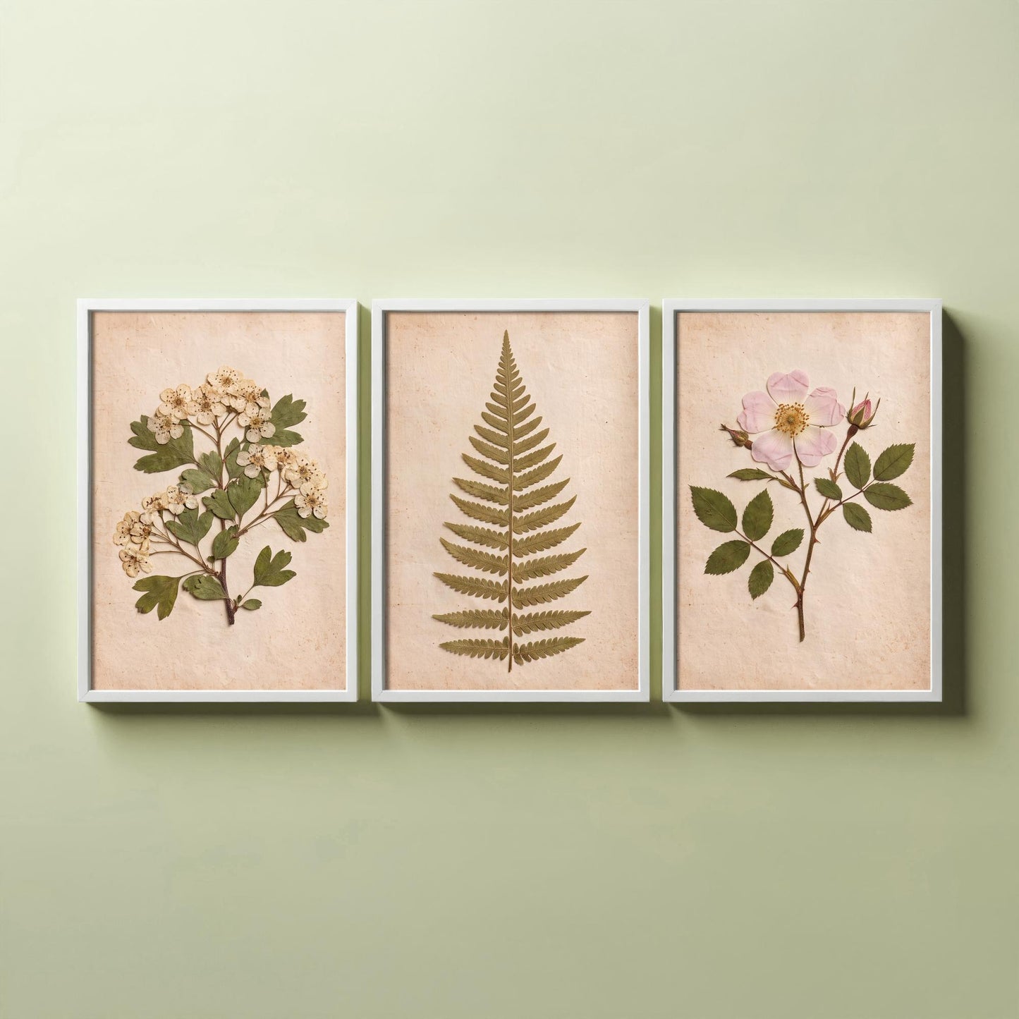 English Hedgerow Set of Three Art Prints - Pressed Hawthorn Fern and Wild Rose - Vintage Botanical Herbarium Posters Photo Cottage