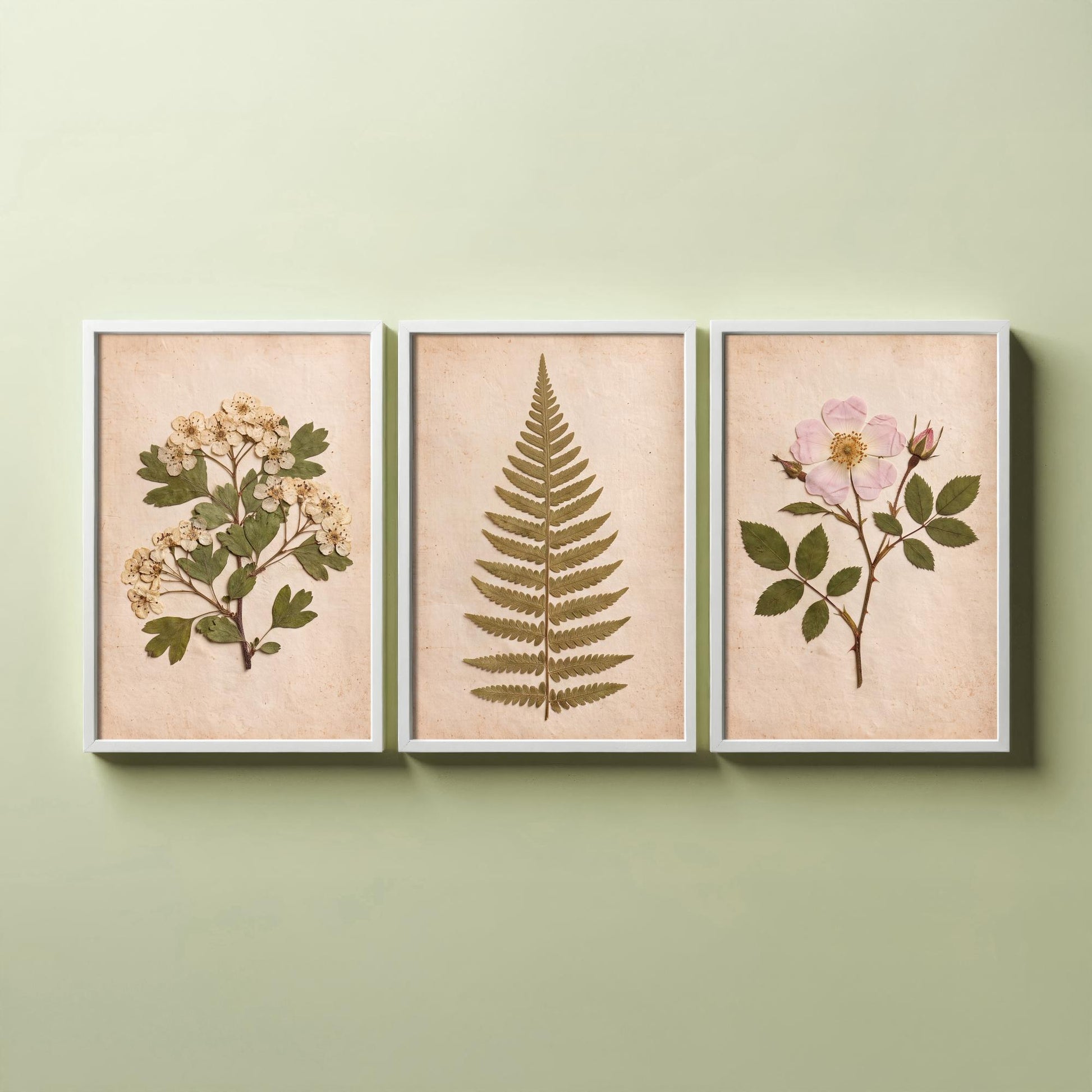 English Hedgerow Set of Three Art Prints - Pressed Hawthorn Fern and Wild Rose - Vintage Botanical Herbarium Posters Photo Cottage