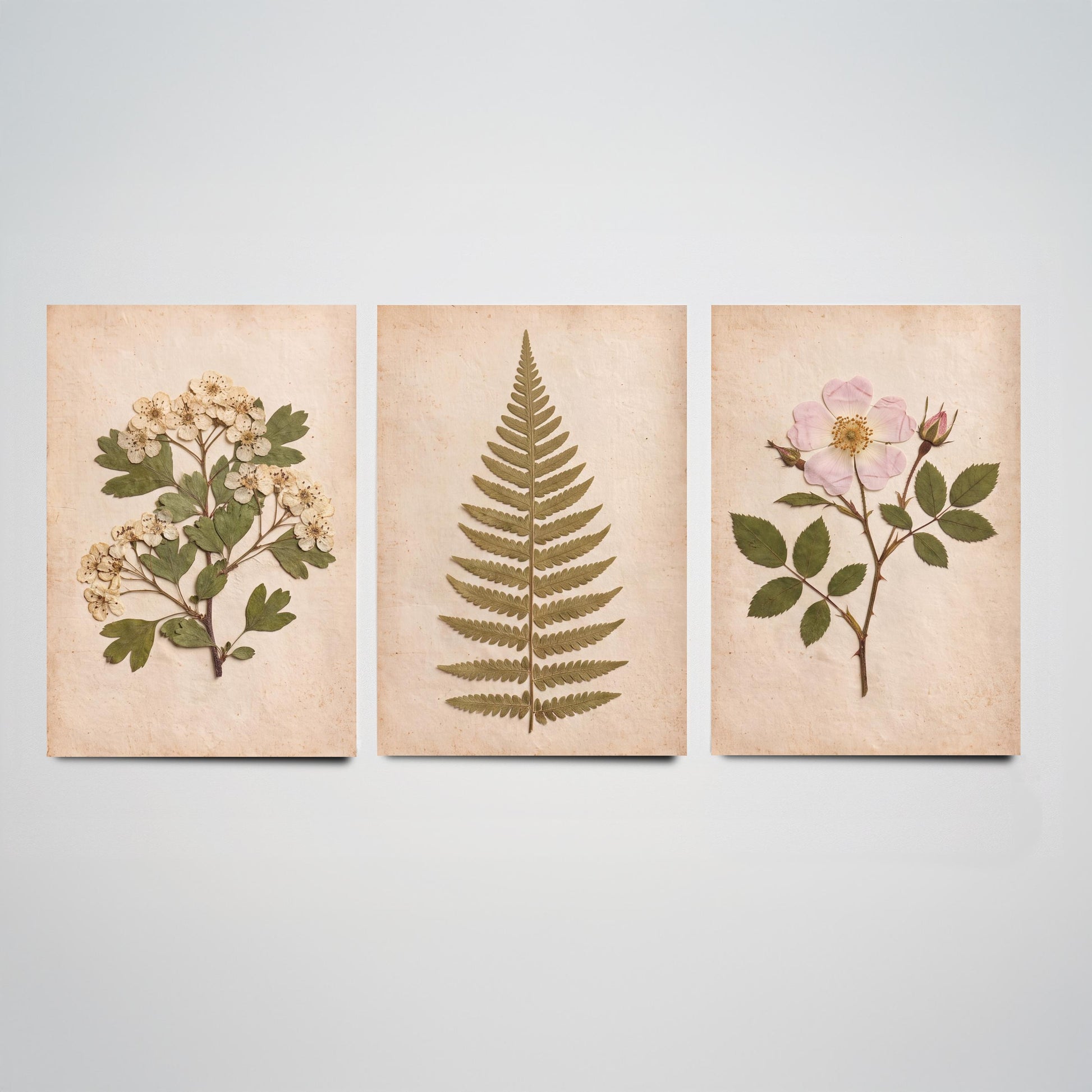 English Hedgerow Set of Three Art Prints - Pressed Hawthorn Fern and Wild Rose - Vintage Botanical Herbarium Posters Photo Cottage