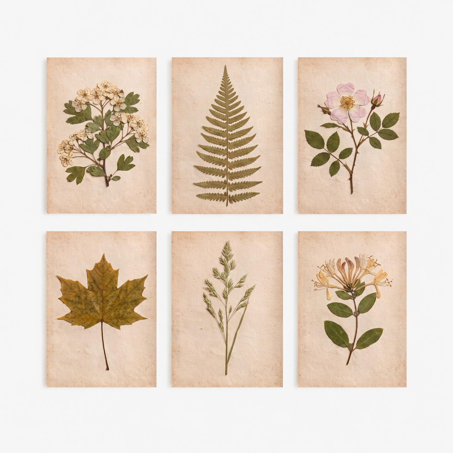 Set of Six English Hedgerow Art Prints - 6 Pressed Photo Posters - Hawthorn Blossom, Dog Rose, Honeysuckle, Fern, Maple Leaf, Wild Grass