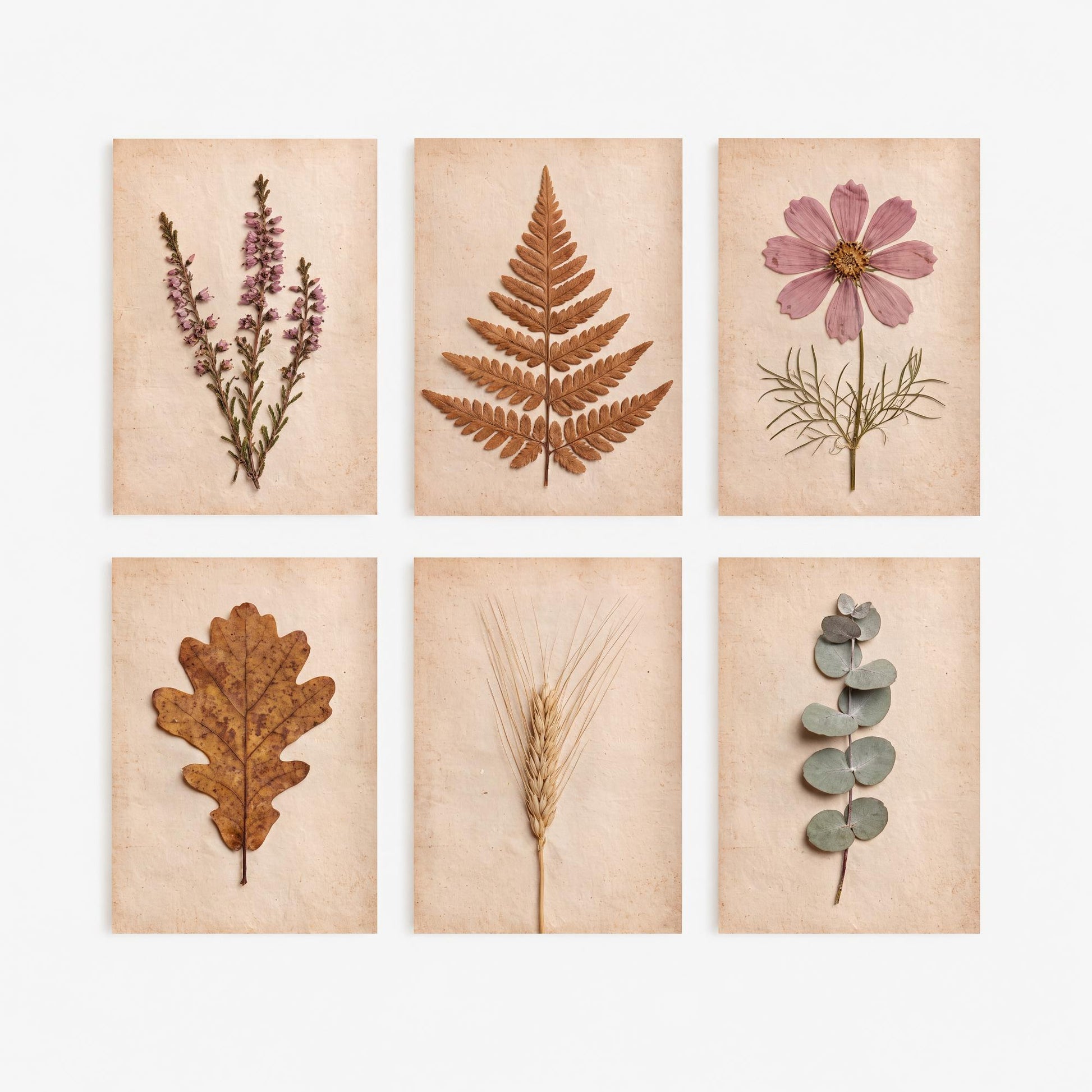 Set of Six Autumn Moorland Art Prints - 6 Pressed Botanical Photo Posters - Heather, Bracken, Cosmos, Oak Leaf, Barley, Eucalyptus