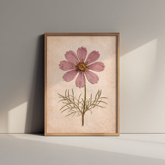 Pressed Cosmos Flower Art Print - Vintage Herbarium Poster - Dusky Pink Bloom Moorland Garden Botanical Photo 3/3