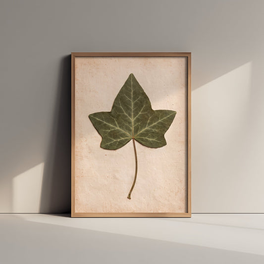 Pressed Ivy Leaf Art Print - English Ivy Vintage Herbarium Poster - Green Cottage Garden Botanical Photo 1/3