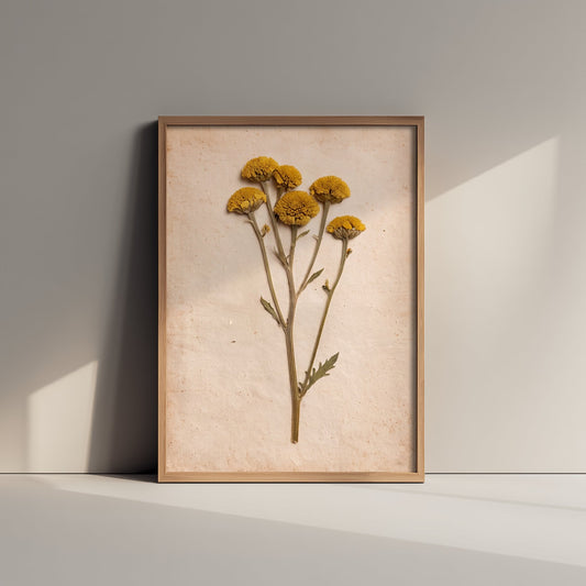 Pressed Tansy Art Print - Yellow Button Flowers Vintage Herbarium Poster - Cottage Garden Botanical Photo 2/3