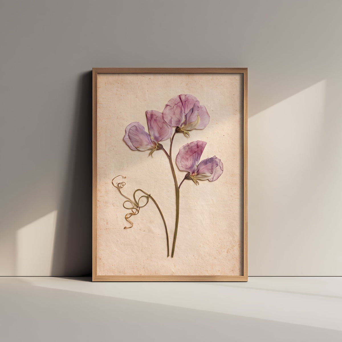 Pressed Sweet Pea Art Print - Lilac Vintage Herbarium Poster - Cottage Garden Flower Botanical Photo 3/3