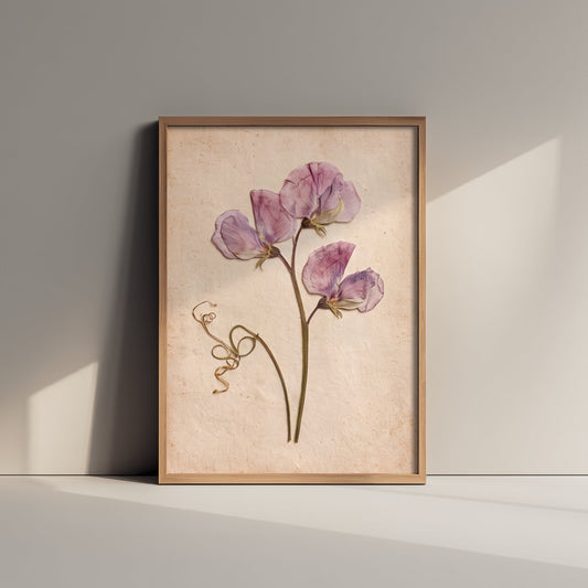 Pressed Sweet Pea Art Print - Lilac Vintage Herbarium Poster - Cottage Garden Flower Botanical Photo 3/3