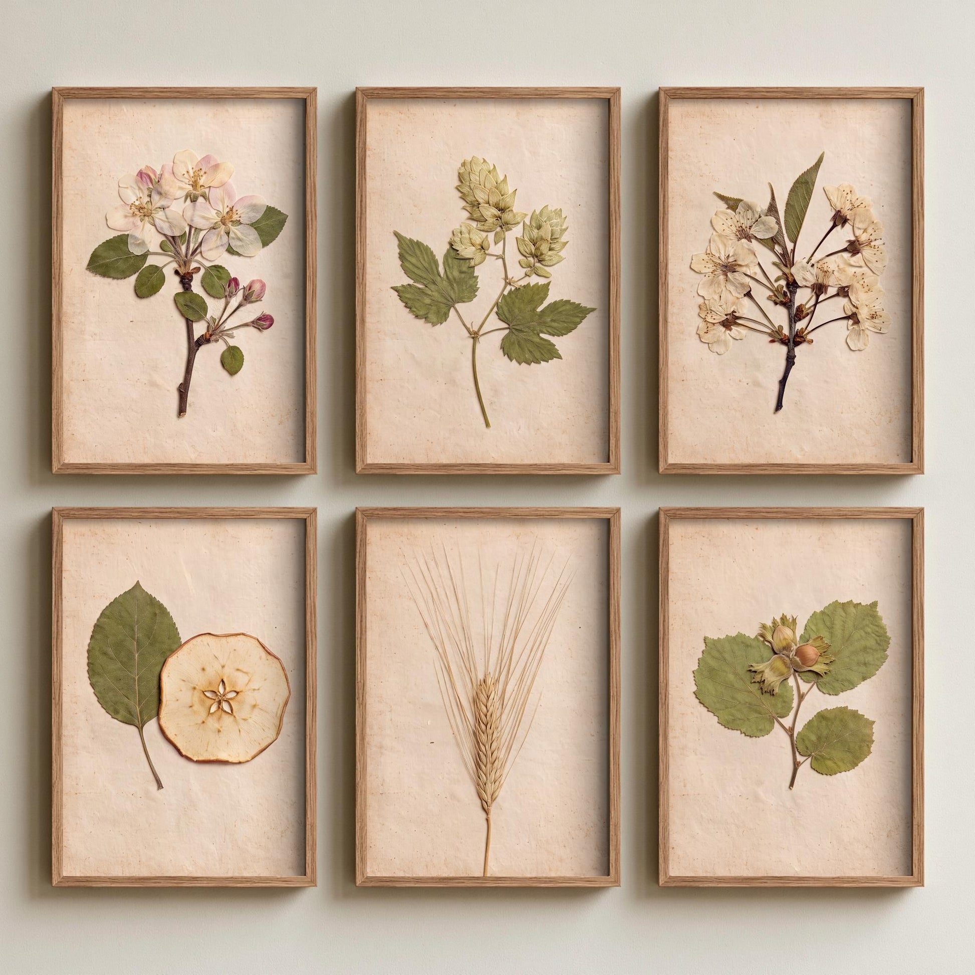 Set of Six Kent Orchard Pressed Flower Art Prints - 6 Herbarium Photo Posters - Apple Blossom, Hops, Cherry, Barley, Cobnut, Apple Slice V1