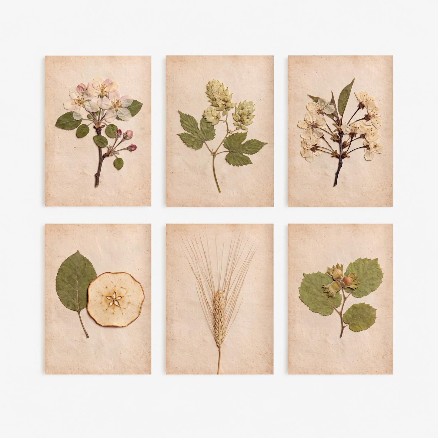 Set of Six Kent Orchard Pressed Flower Art Prints - 6 Herbarium Photo Posters - Apple Blossom, Hops, Cherry, Barley, Cobnut, Apple Slice V1