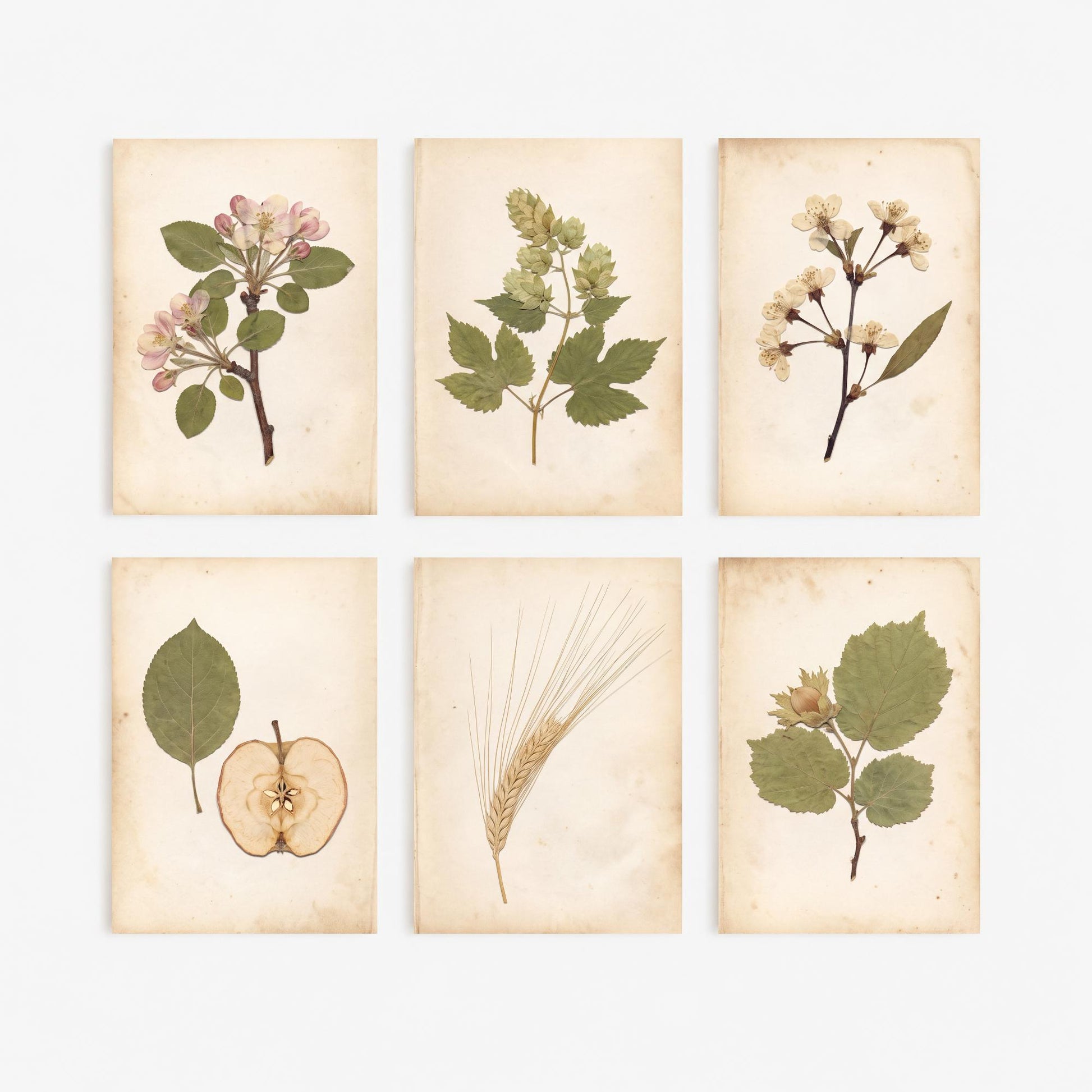 Set of Six Kentish Orchard Botanical Photo Art Prints - 6 Pressed Specimen Posters - Apple Blossom, Hop Bine, Cherry, Barley, Hazelnut V2
