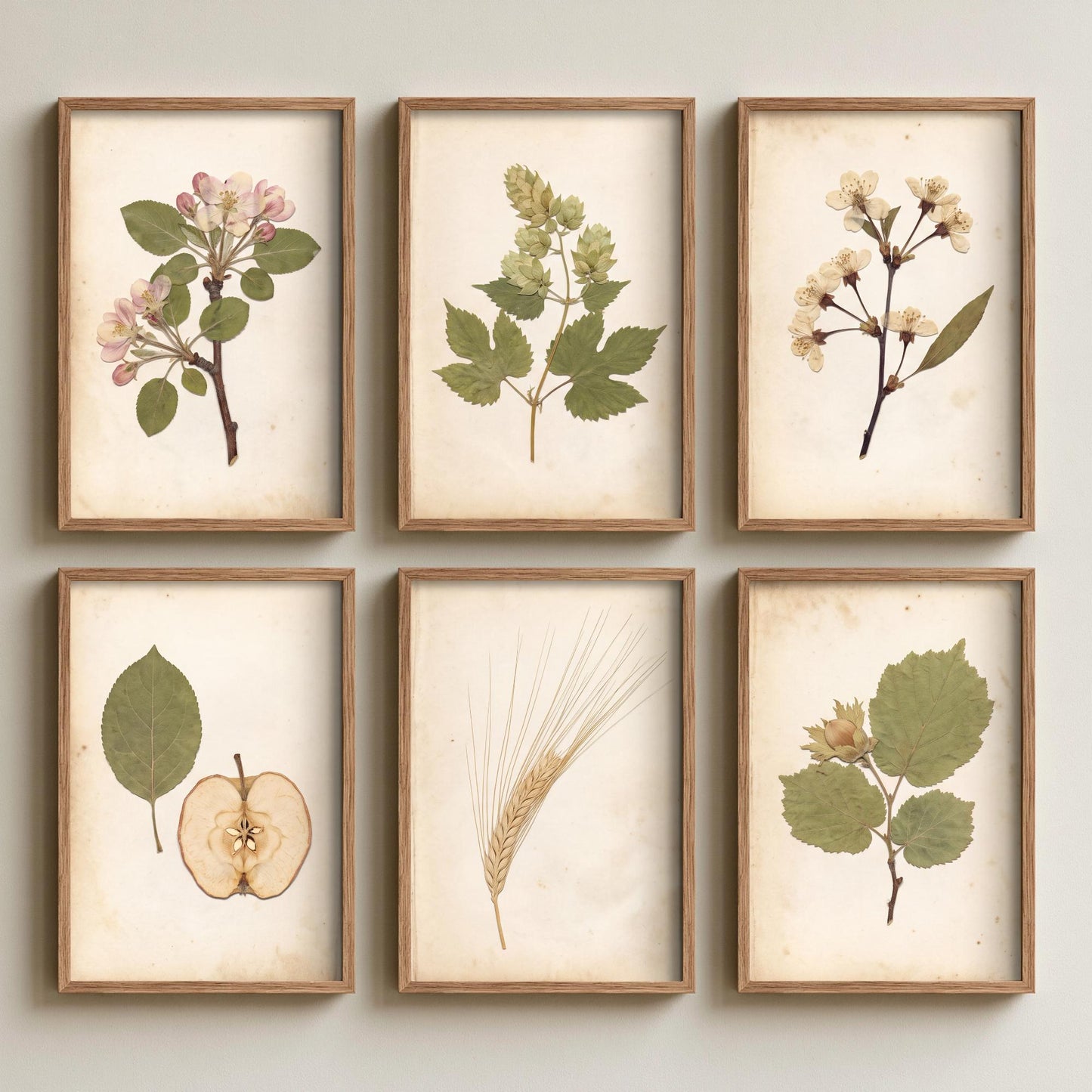 Set of Six Kentish Orchard Botanical Photo Art Prints - 6 Pressed Specimen Posters - Apple Blossom, Hop Bine, Cherry, Barley, Hazelnut V2