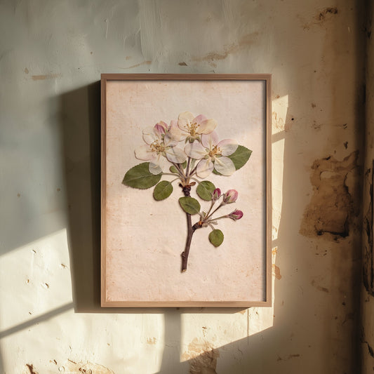 Apple Blossom Art Print - Pressed Kent Orchard Flowers - Vintage Herbarium Photo Poster - Blush Spring Sprig V1 1/3