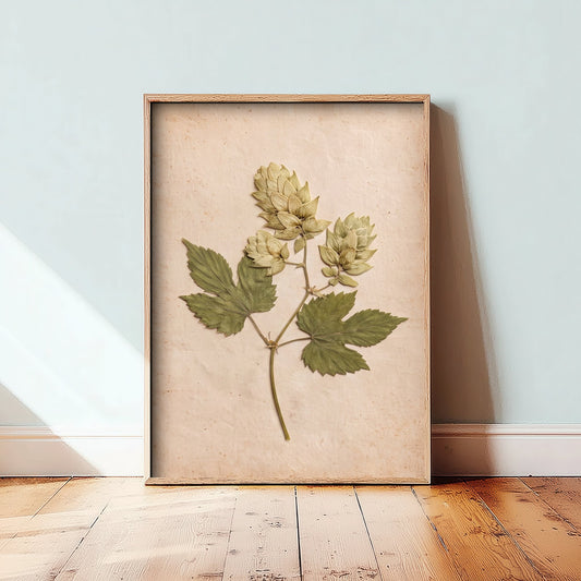 Hops Art Print - Pressed Kent Hop Cones Photo Poster - Vintage Brewery Herbarium - Garden of England Botanical V1 2/3