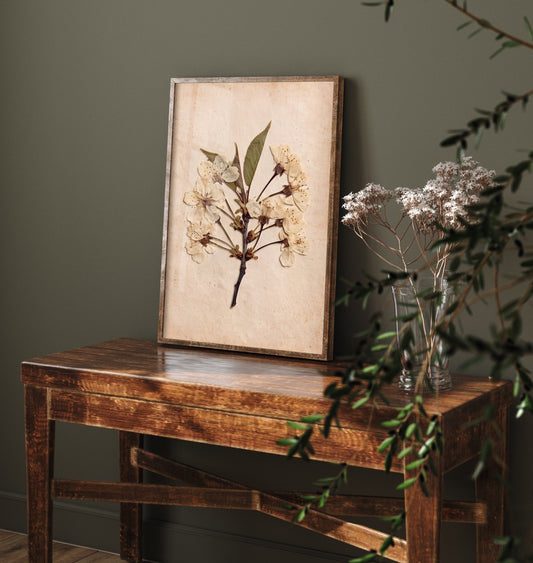 Cherry Blossom Art Print - Pressed Kent Orchard Sprig - Vintage Herbarium Photo Poster - Cream Spring Flowers V1 3/3