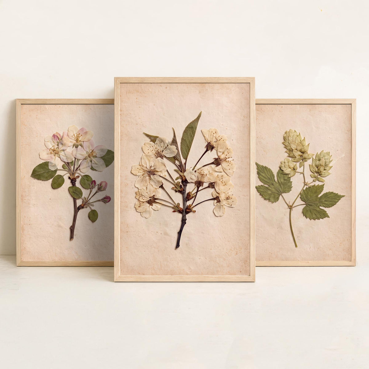 Kent Orchard Set of Three Art Prints - Pressed Apple Blossom Hops Cherry Blossom - Vintage Herbarium Botanical Posters Photo V1