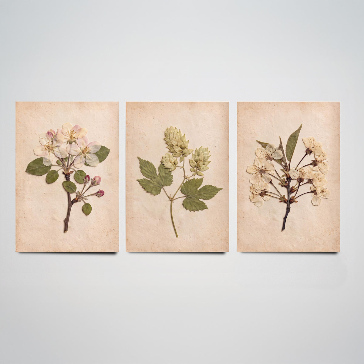 Kent Orchard Set of Three Art Prints - Pressed Apple Blossom Hops Cherry Blossom - Vintage Herbarium Botanical Posters Photo V1