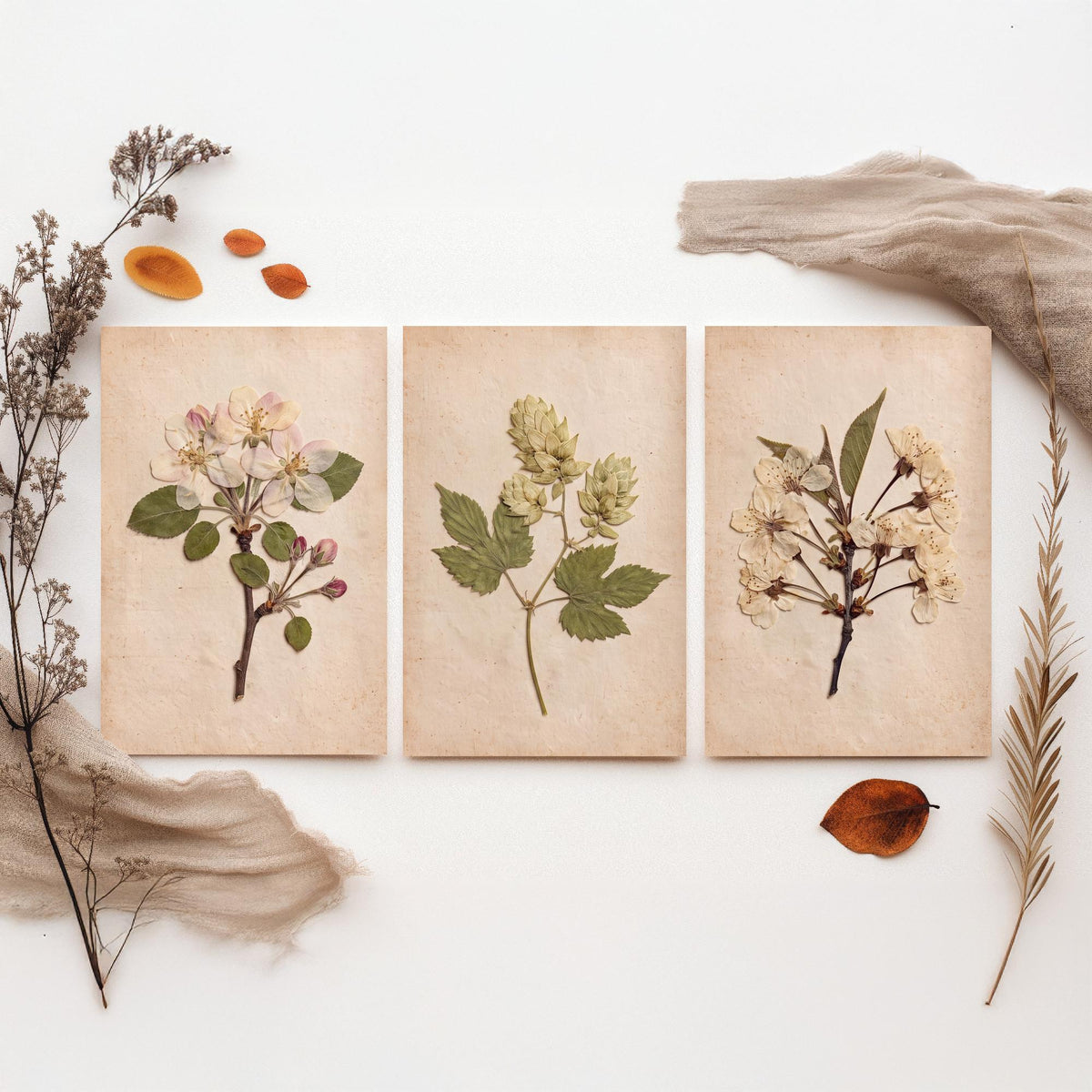 Kent Orchard Set of Three Art Prints - Pressed Apple Blossom Hops Cherry Blossom - Vintage Herbarium Botanical Posters Photo V1