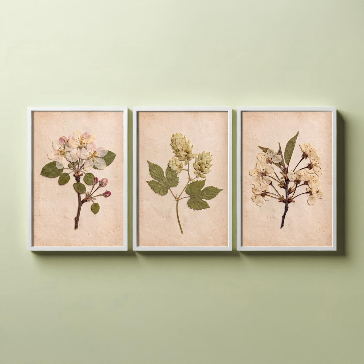 Kent Orchard Set of Three Art Prints - Pressed Apple Blossom Hops Cherry Blossom - Vintage Herbarium Botanical Posters Photo V1