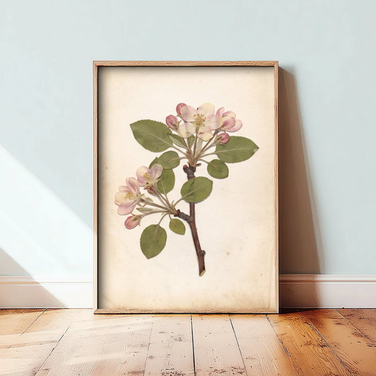 Kent Apple Blossom Branch Photo Poster - Garden of England Botanical Plate - Antique Pressed Flower Art Print V2 1/3