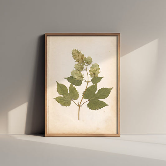 Hop Bine Photo Poster - Kentish Hop Garden Art Print - Antique Herbarium Book Page Botanical - Green Vine Leaves V2 2/3