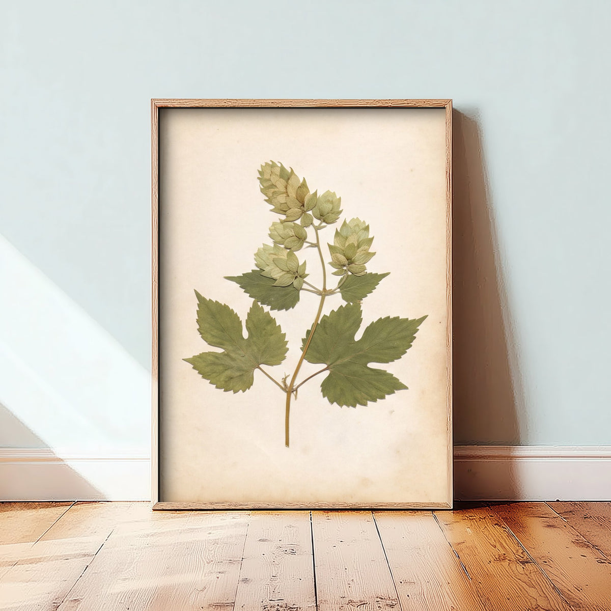 Hop Bine Photo Poster - Kentish Hop Garden Art Print - Antique Herbarium Book Page Botanical - Green Vine Leaves V2 2/3
