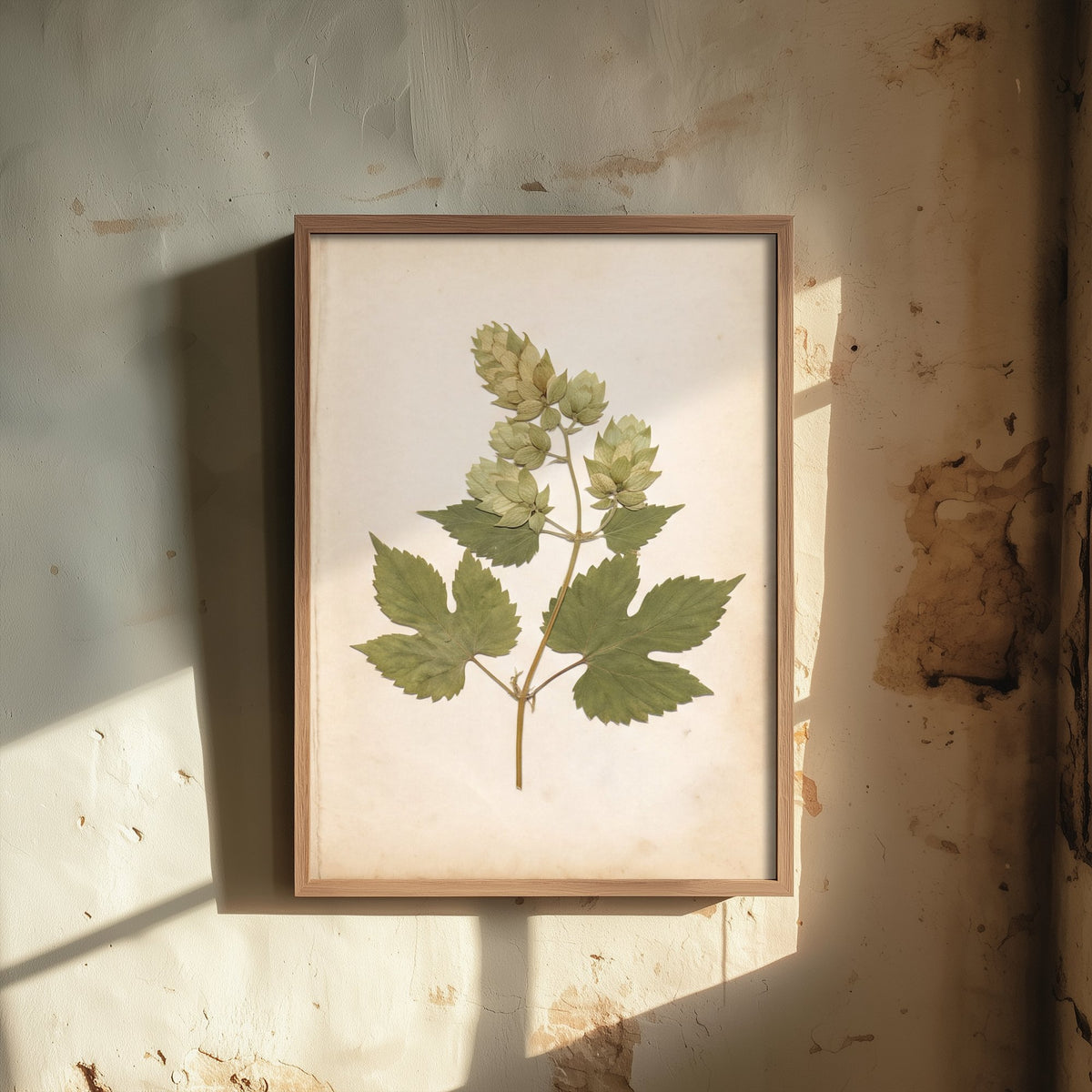 Hop Bine Photo Poster - Kentish Hop Garden Art Print - Antique Herbarium Book Page Botanical - Green Vine Leaves V2 2/3