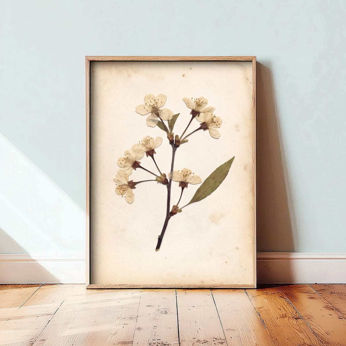 Wild Cherry Blossom Sprig Photo Poster - Antique Pressed Flower Art Print - Kentish Orchard Parchment Botanical V2 3/3