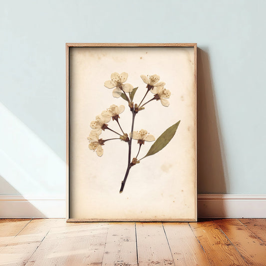 Wild Cherry Blossom Sprig Photo Poster - Antique Pressed Flower Art Print - Kentish Orchard Parchment Botanical V2 3/3