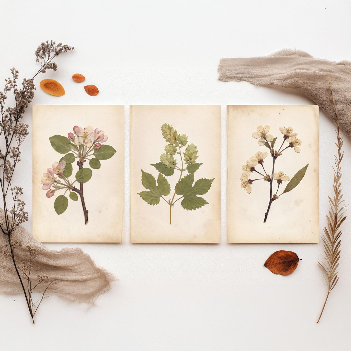 Garden of England Kent Set of Three Art Prints - Apple and Cherry Blossom Hop Vine Sprigs - Orchard Botanical Posters Photo V2