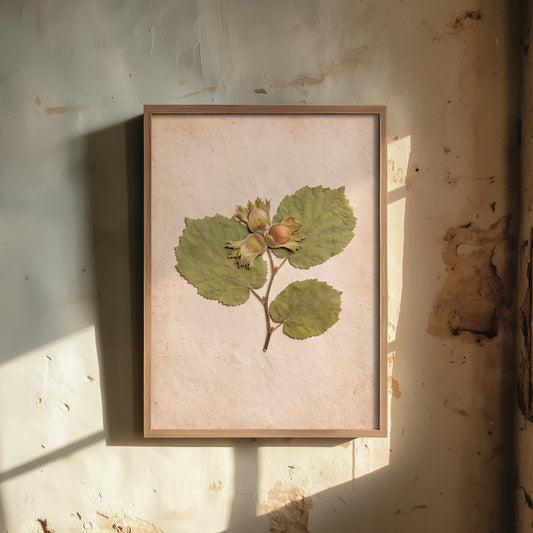 Cobnut Hazelnut Art Print - Pressed Kent Orchard Nut Sprig - Vintage Herbarium Photo Poster - Autumn Harvest Decor V1 3/3