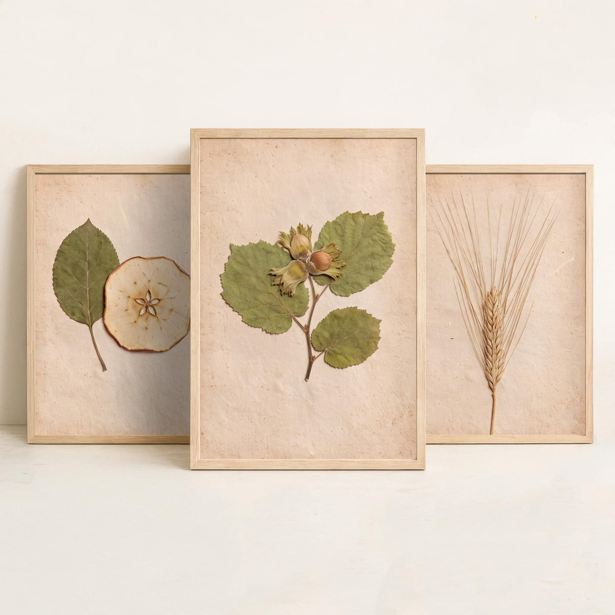 Kent Orchard Set of Three Art Prints - Pressed Apple Leaf and Slice, Barley, Cobnut - Vintage Kentish Harvest Herbarium Photo Posters V1