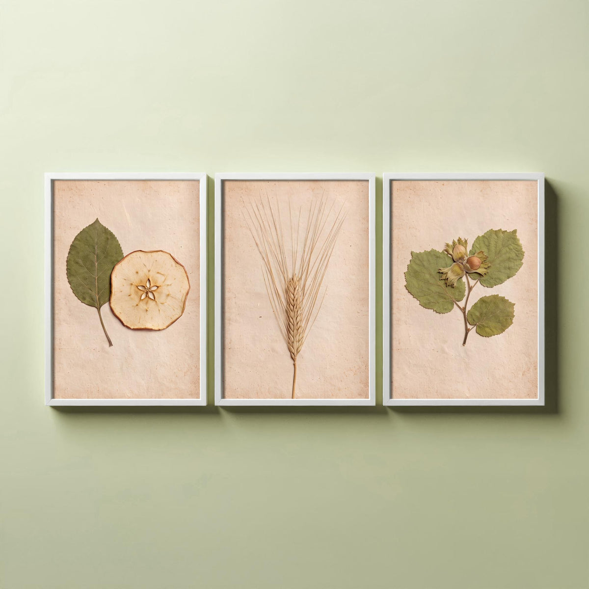 Kent Orchard Set of Three Art Prints - Pressed Apple Leaf and Slice, Barley, Cobnut - Vintage Kentish Harvest Herbarium Photo Posters V1