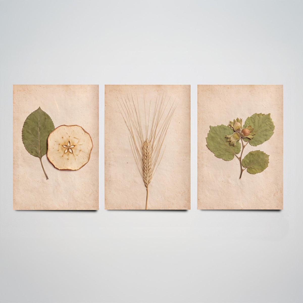 Kent Orchard Set of Three Art Prints - Pressed Apple Leaf and Slice, Barley, Cobnut - Vintage Kentish Harvest Herbarium Photo Posters V1