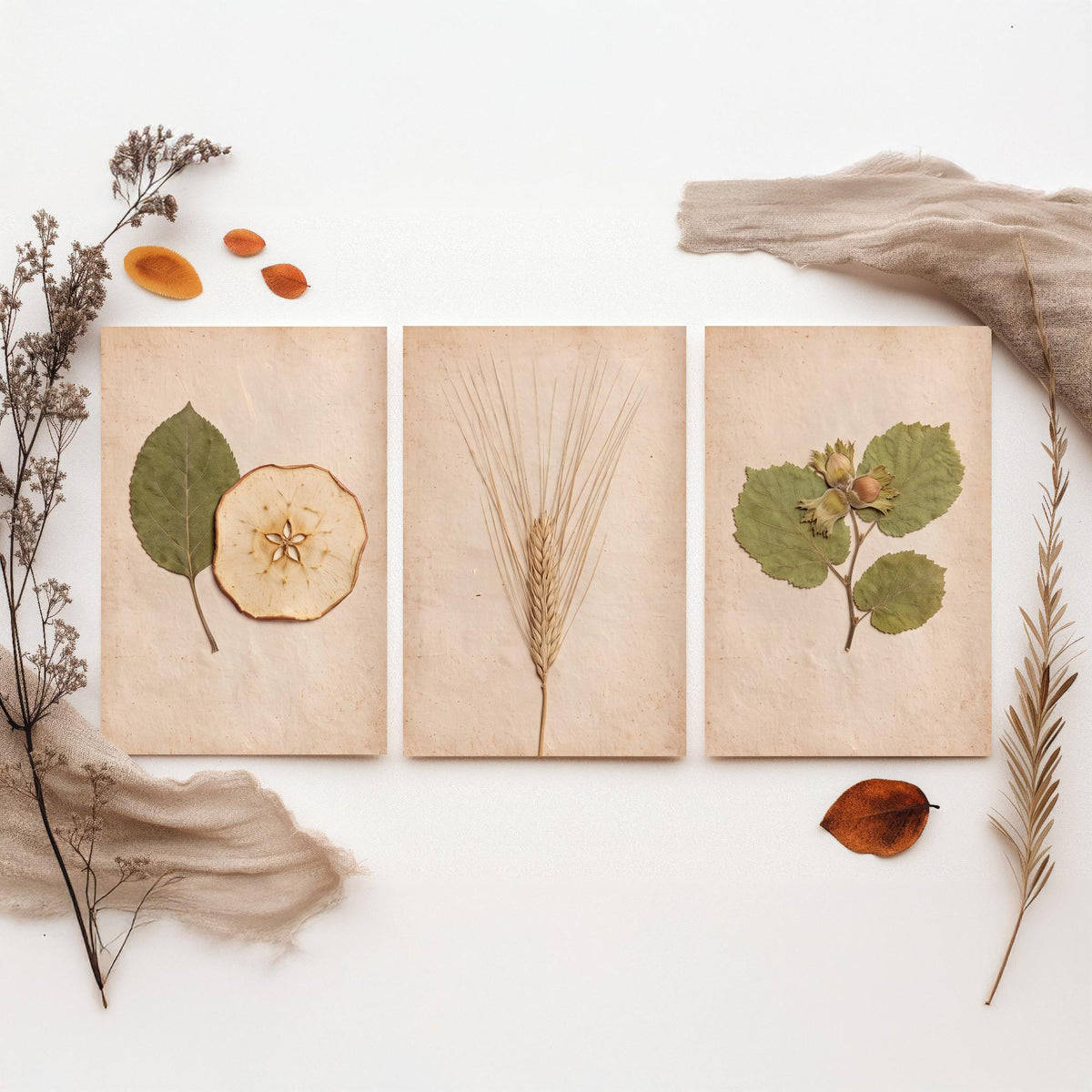 Kent Orchard Set of Three Art Prints - Pressed Apple Leaf and Slice, Barley, Cobnut - Vintage Kentish Harvest Herbarium Photo Posters V1