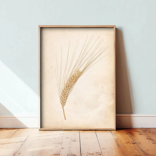 Bearded Barley Ear Art Print - Kentish Harvest Grain Photo - Vintage Herbarium Poster - Kent Farm Botanical V2 2/3
