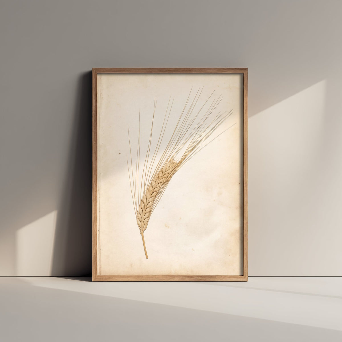 Bearded Barley Ear Art Print - Kentish Harvest Grain Photo - Vintage Herbarium Poster - Kent Farm Botanical V2 2/3
