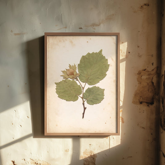 Cobnut Hazel Branch Art Print - Kentish Orchard Hazelnut Photo - Vintage Herbarium Poster - Kent Harvest Botanical V2 3/3