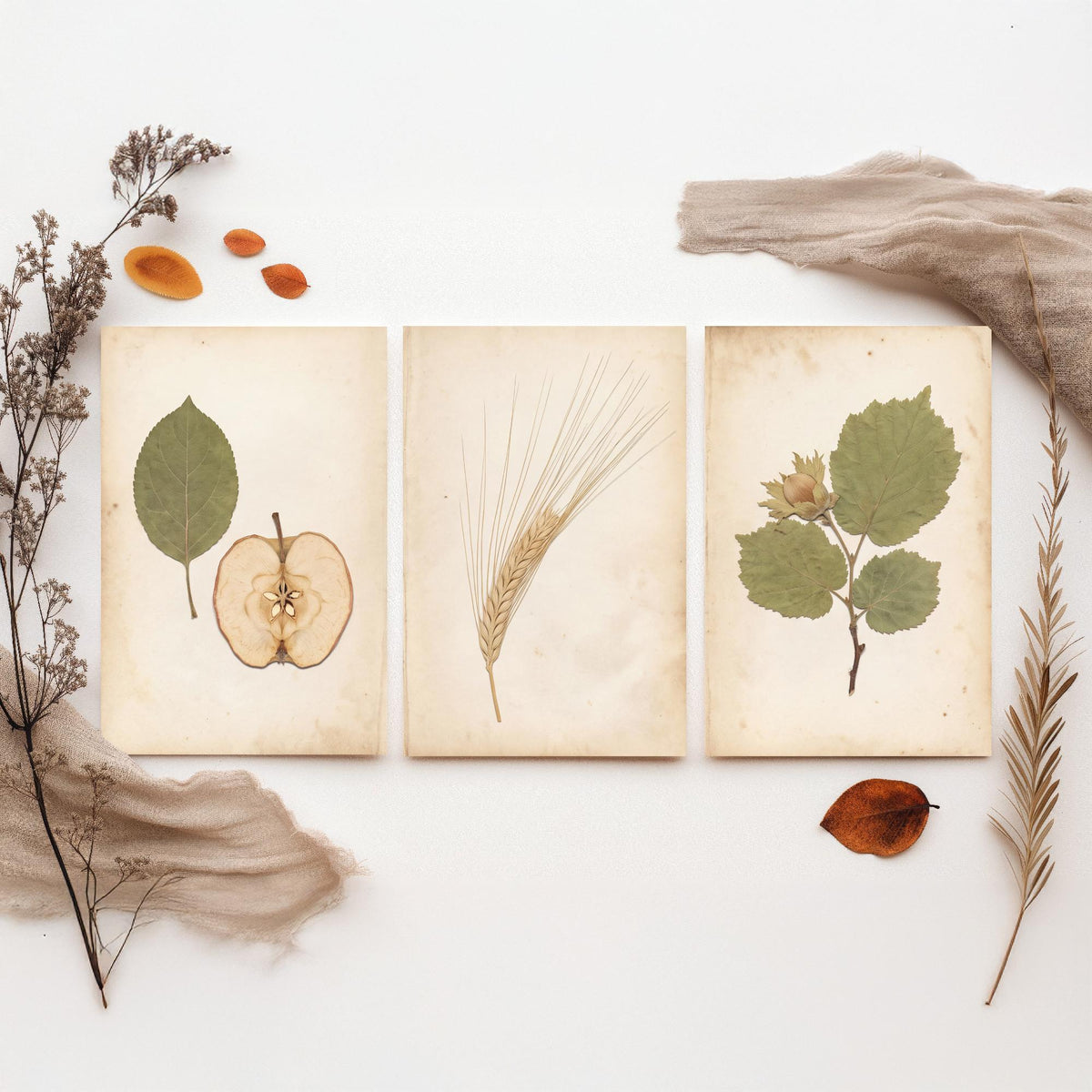Set of Three Kent Orchard Art Prints - Dried Apple Half, Barley Ear, Cobnut Sprig - Pressed Botanical Photo Posters Kentish Fruit V2