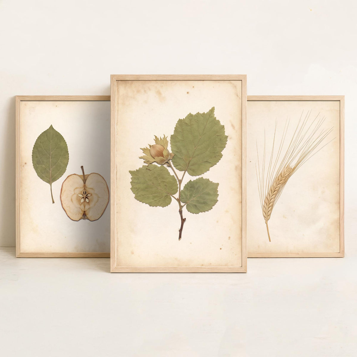 Set of Three Kent Orchard Art Prints - Dried Apple Half, Barley Ear, Cobnut Sprig - Pressed Botanical Photo Posters Kentish Fruit V2