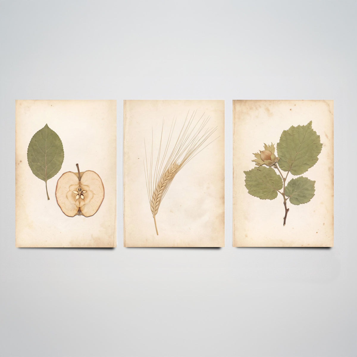 Set of Three Kent Orchard Art Prints - Dried Apple Half, Barley Ear, Cobnut Sprig - Pressed Botanical Photo Posters Kentish Fruit V2