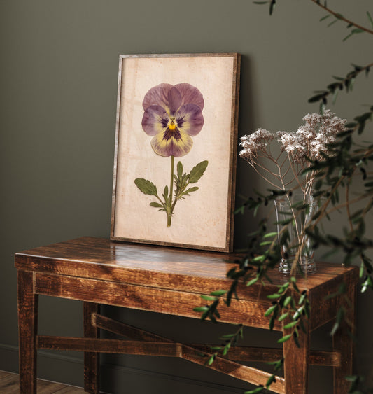 Pressed Pansy Art Print - Purple Viola Bloom Photo - Vintage Herbarium Poster - Victorian Cottage Garden Flower 3/3