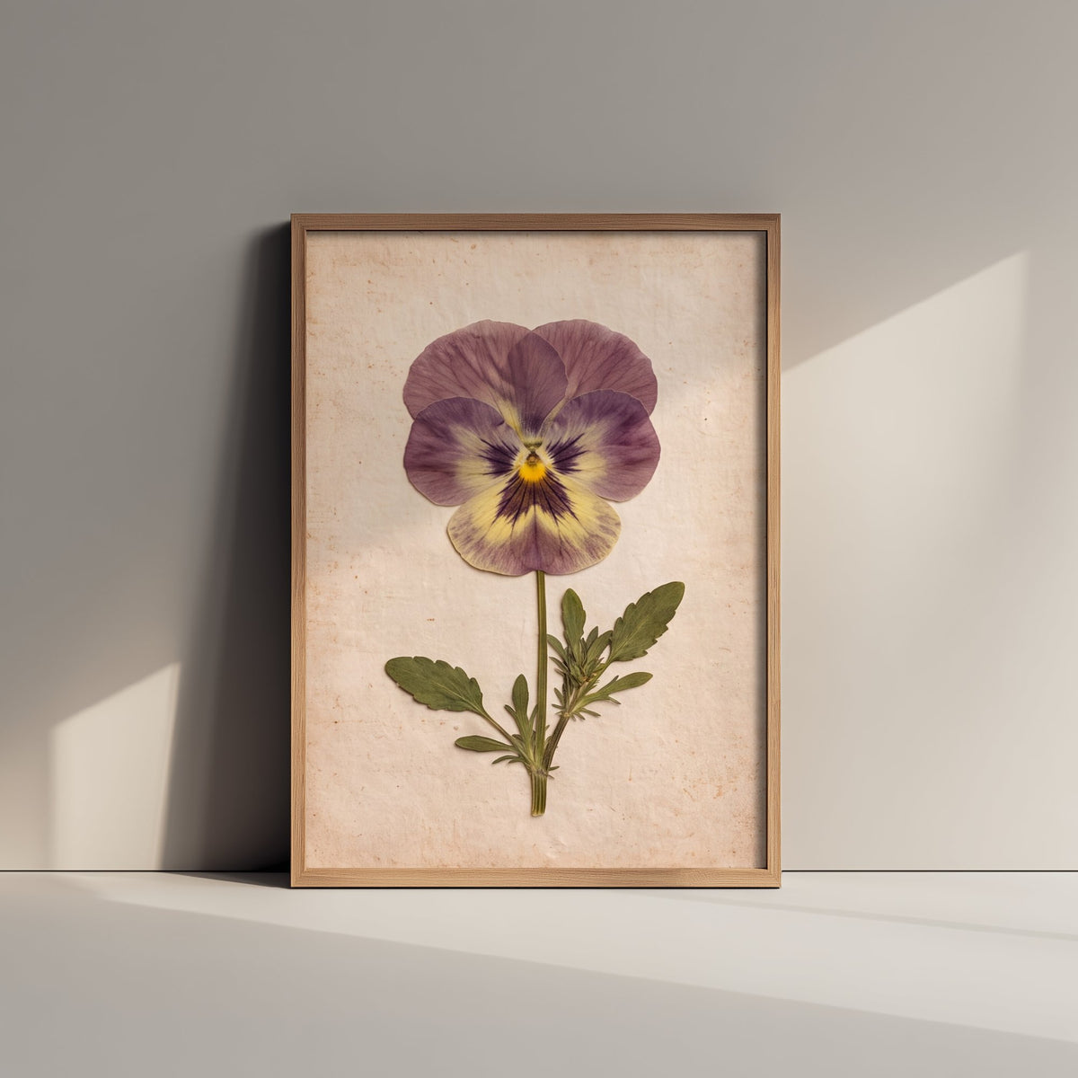 Pressed Pansy Art Print - Purple Viola Bloom Photo - Vintage Herbarium Poster - Victorian Cottage Garden Flower 3/3