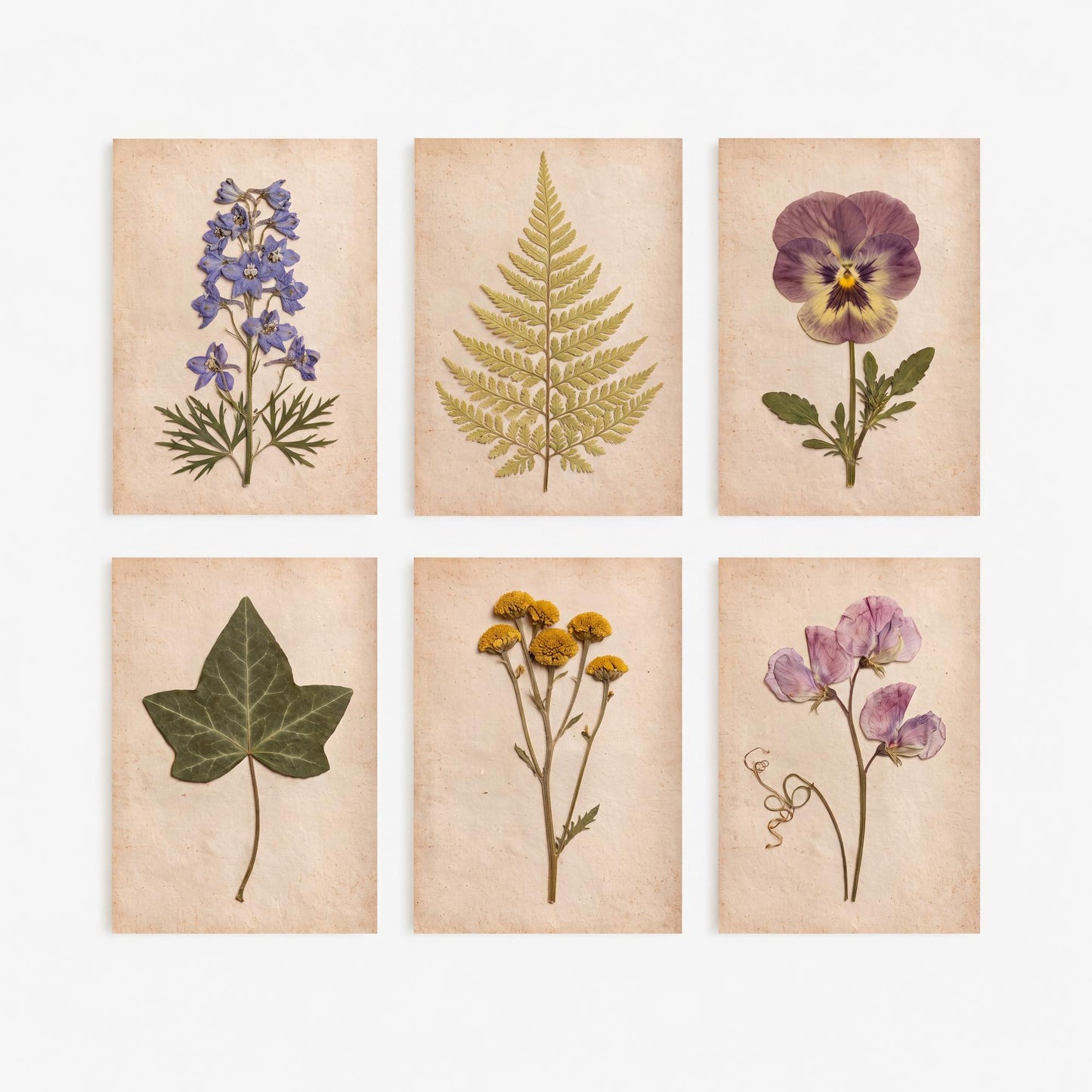 Set of Six Cottage Garden Pressed Flower Art Prints - 6 Botanical Photo Posters - Larkspur, Pansy, Sweet Pea, Tansy, Ivy, Fern Herbarium