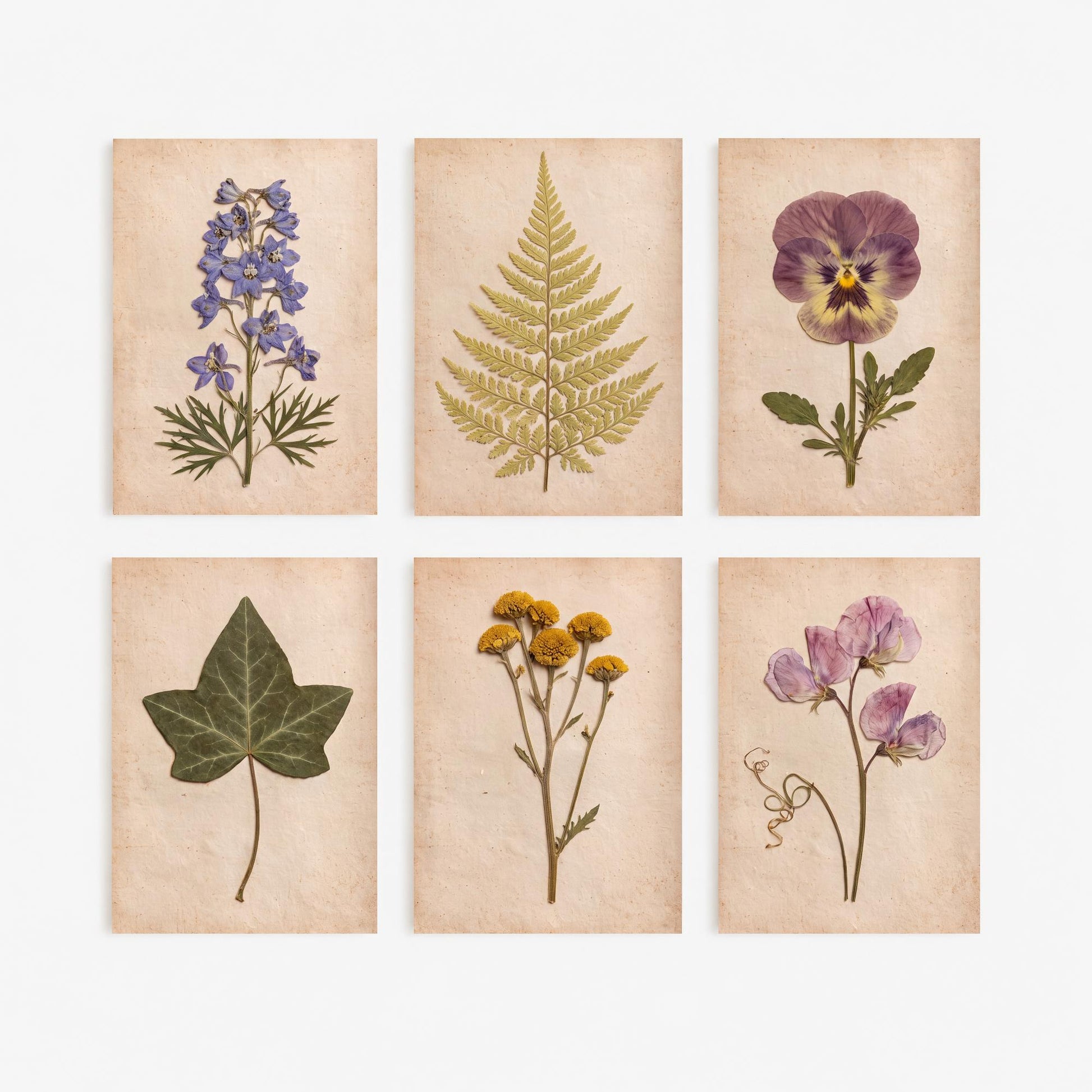 Set of Six Cottage Garden Pressed Flower Art Prints - 6 Botanical Photo Posters - Larkspur, Pansy, Sweet Pea, Tansy, Ivy, Fern Herbarium