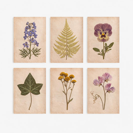 Set of Six Cottage Garden Pressed Flower Art Prints - 6 Botanical Photo Posters - Larkspur, Pansy, Sweet Pea, Tansy, Ivy, Fern Herbarium