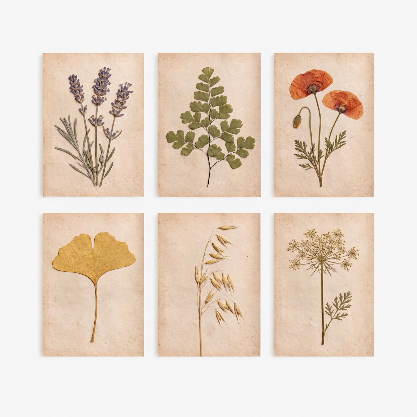 Set of Six Pressed Flower Herbarium Photo Art Prints - 6 Posters - Lavender, Poppy, Maidenhair Fern, Ginkgo, Oats, Queen Annes Lace V1