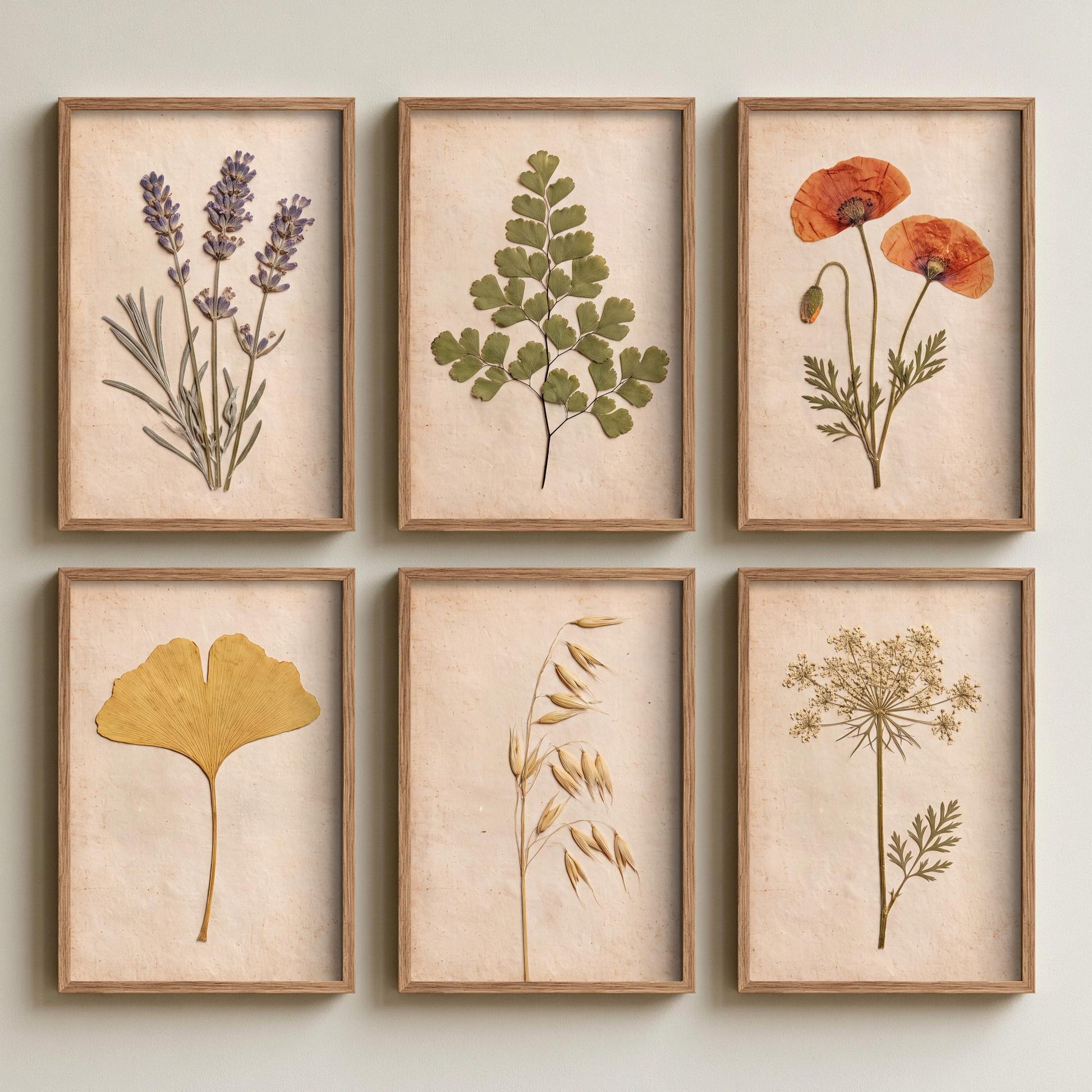 Set of Six Pressed Flower Herbarium Photo Art Prints - 6 Posters - Lavender, Poppy, Maidenhair Fern, Ginkgo, Oats, Queen Annes Lace V1