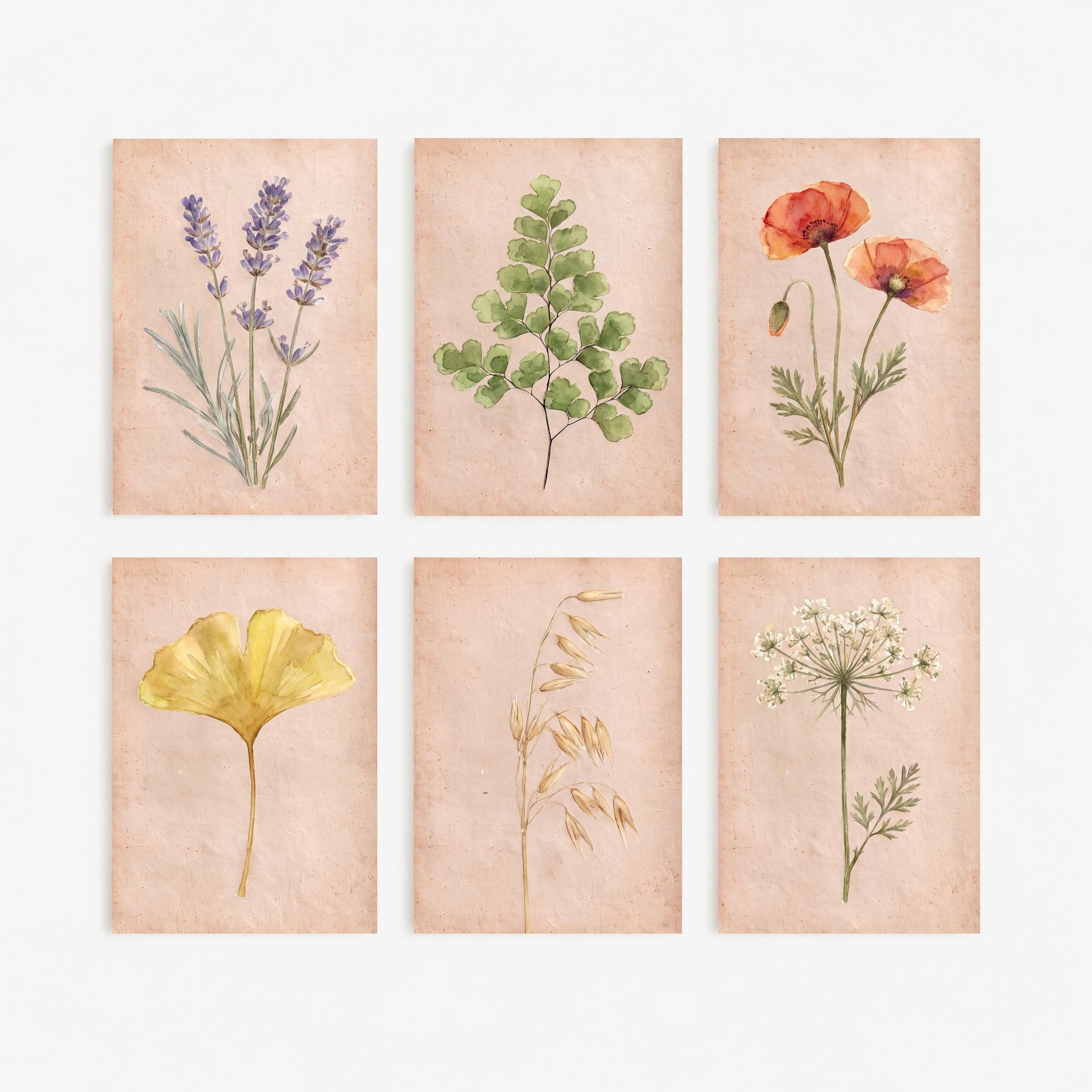 Set of Six Watercolour Botanical Art Prints - 6 Painted Posters - Lavender, Poppies, Maidenhair Fern, Ginkgo Leaf, Wild Oats, Wild Carrot V2